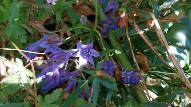 Best plants for insect pollinators: Triteleia laxa, the Triplet Lily, care and cultivation in the U смотреть онлайн