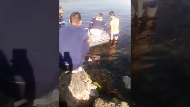 Спасение дельфина в Новороссийске смотреть онлайн