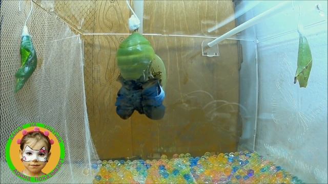 РОЖДЕНИЕ из КУКОЛКИ СНЯЛИ на ВИДЕО ПОЯВЛЕНИЕ ТРОПИЧЕСКОЙ БАБОЧКИ | Ферма бабочек часть 2 смотреть онлайн