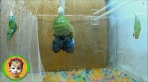 РОЖДЕНИЕ из КУКОЛКИ СНЯЛИ на ВИДЕО ПОЯВЛЕНИЕ ТРОПИЧЕСКОЙ БАБОЧКИ | Ферма бабочек часть 2