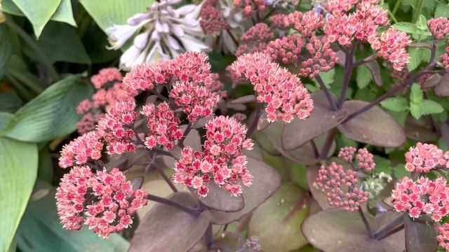 Sedum Spectabile Очиток видный