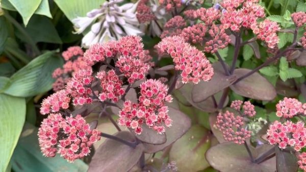 Sedum Spectabile Очиток видный