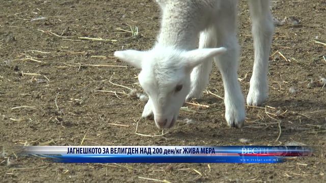 ЈАГНЕШКОТО ЗА ВЕЛИГДЕН НАД 200 денкг ЖИВА МЕРА 14 04 2022 смотреть онлайн