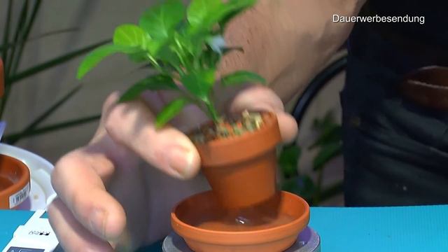 Zimmerpflanzen Klimbim. Wie wächst es weiter und verändert sich mit den Pflanzen in der Pflege und смотреть онлайн