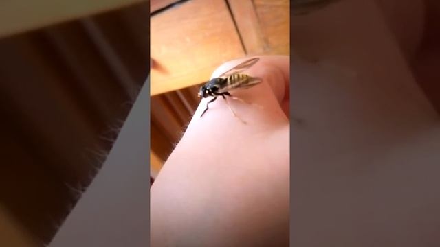 Журчалка. Журчалка чистится. смотреть онлайн