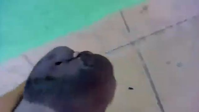 Голубь чётенько сдох ВЕСЬ УГАР В ДИСКУССИИ