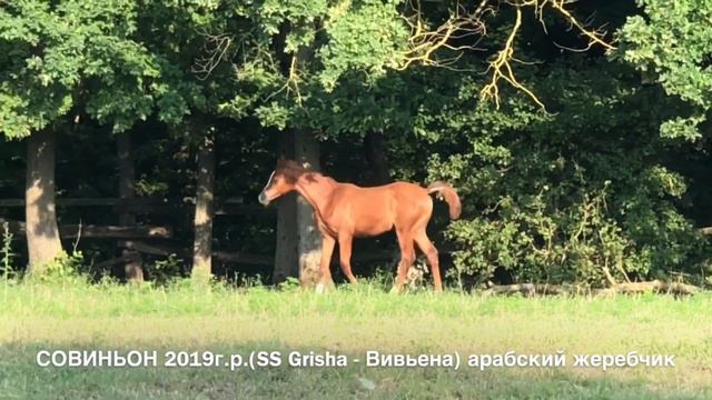 Продажа лошадей конефермы Эквилайн, тел., WhatsApp +79883400208 (СОВИНЬОН 2019г.р.) смотреть онлайн