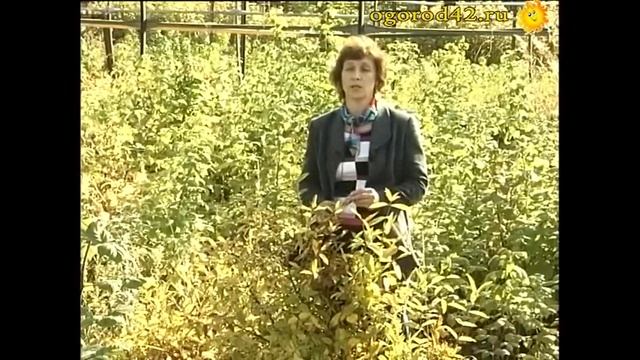 Лилия Хохрякова о сортах жимолости смотреть онлайн