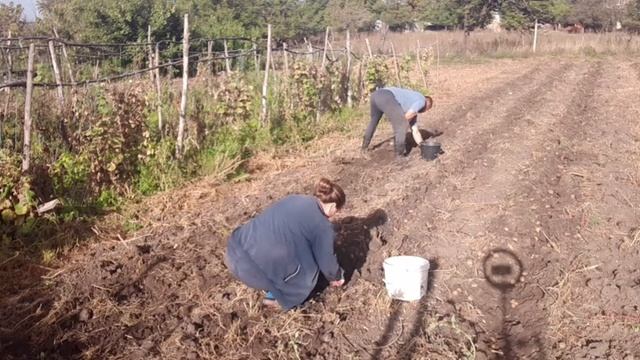 Всем привет. Тестируем перосьемную машинку. Маринуем перепелок. Сбор картофеля. Шашлык. смотреть онлайн