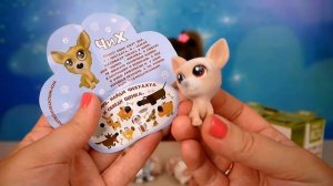 Свит Бокс Пушистики Породы собак щенки распаковка Sweet Box Dogs unboxing