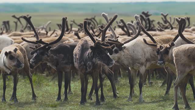 Короткий красочный фильм о северном олене|История и культура Ямала смотреть онлайн