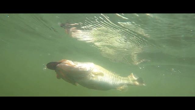 The Strike King Hybrid Hunter смотреть онлайн