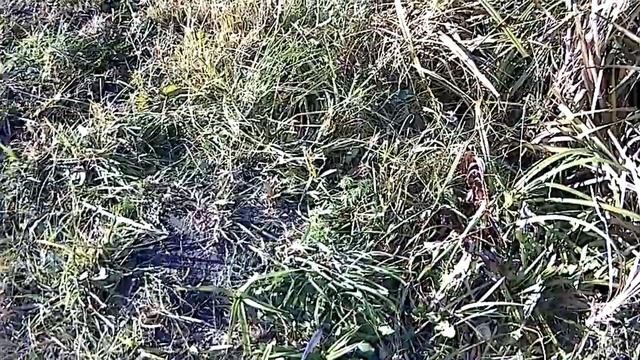 Рыбалка на хищника с дочкой. Смотреть до конца!!! Дочка пробует ловить на спининг!))) смотреть онлайн