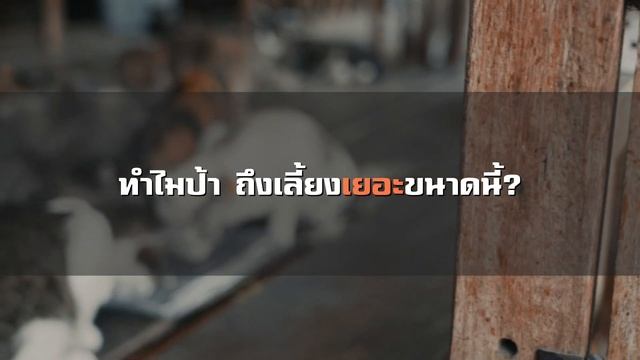 Documentary "เรื่องของคนรักแมวจรกว่า 40 ชีวิต " [ The Cat Files ] смотреть онлайн