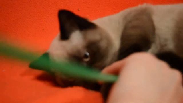 Элитный шотландский котенок редкого окраса. смотреть онлайн