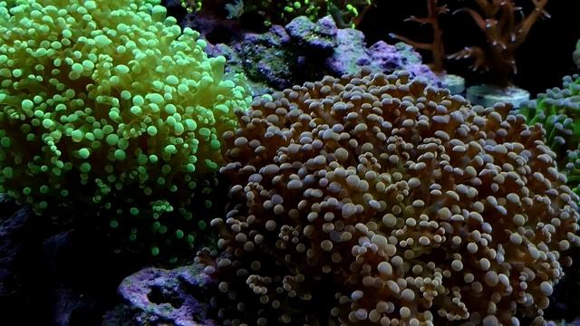 75 Gallon Reef Tank - Coral Update - My Saltwater Advice смотреть онлайн