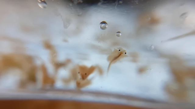 Brine Shrimp Ecosphere! - Making A DIY Closed Ecosystem With Artemia Salina