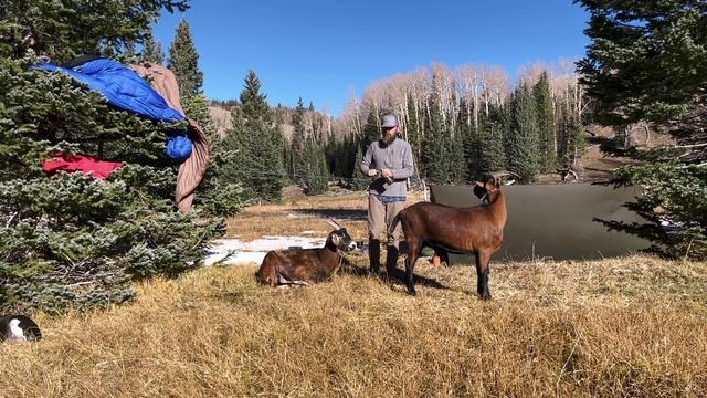 Late Fall Bushcraft Camping. Goat Backpack to Pristine 9K Lake for Firebox Stove Trout With My Dogs смотреть онлайн