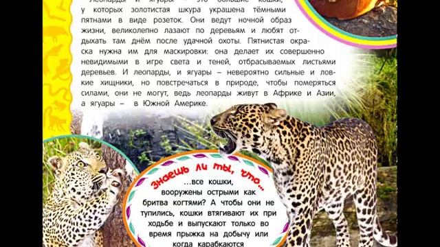 Животные джунглей. 3 часть. Леопарды и ягуары смотреть онлайн