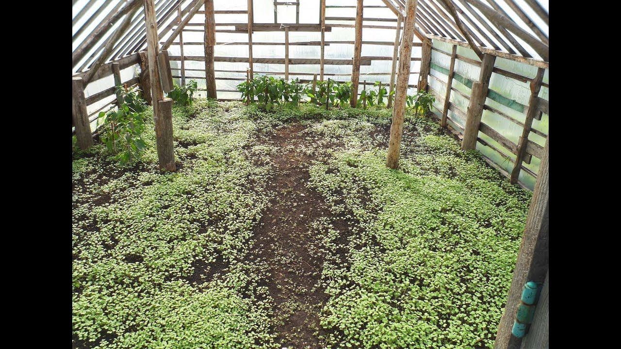 Сею горчицу в теплице после помидоров. смотреть онлайн