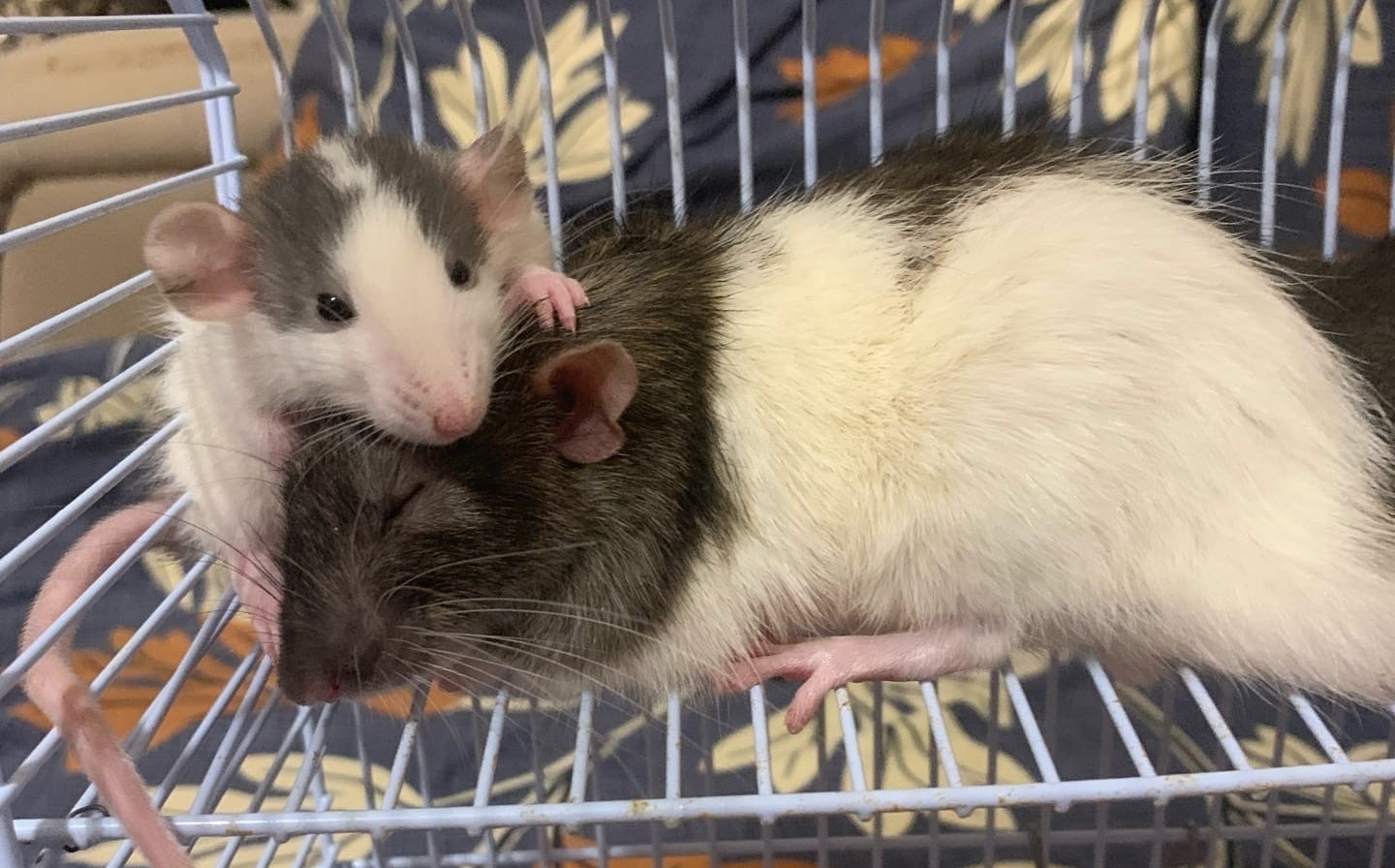 КРЫС ГУЛЯЕТ ПО КВАРТИРЕ В ПОИСКАХ ЕДЫ смотреть онлайн