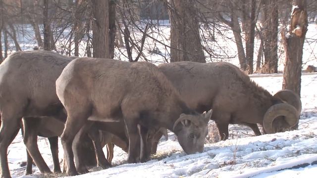 Волшебная музыка зимы! Одна из самых красивых, волшебных зимних мелодий! Падал снег смотреть онлайн