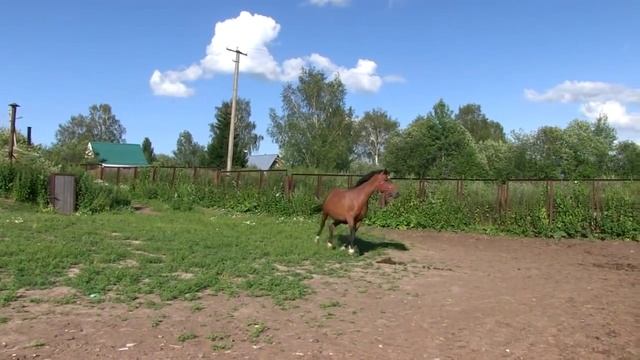 Лошади красивое видео смотреть онлайн