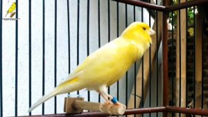 Canary Spanish Timbrado For Training