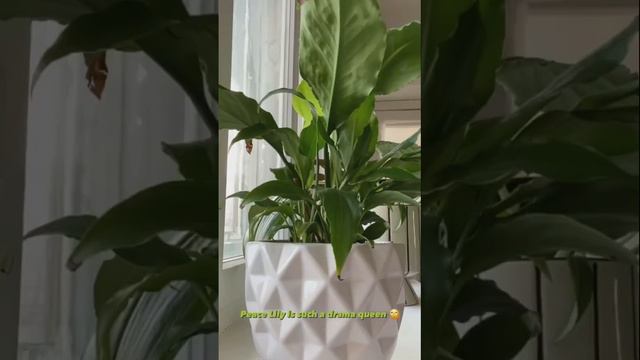ЖЕНСКОЕ СЧАСТЬЕ🪴💦 #peacelily #женскоесчастье #растения #растениядома #plants #plantmom #plantlover смотреть онлайн