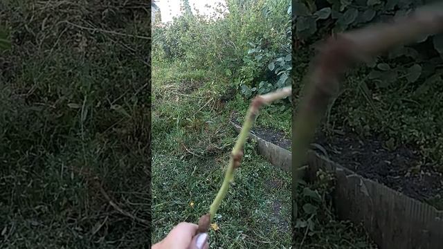 Малинная стеблевая галлица смотреть онлайн