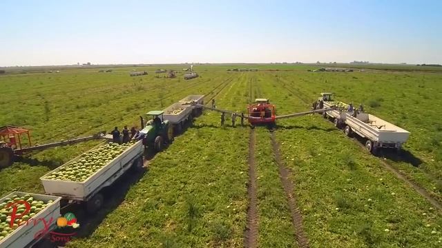 Агрегат для сбора арбузов в америке.Арбузный комбайн. смотреть онлайн