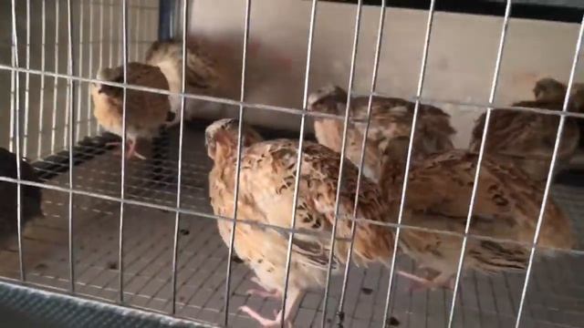 Какую породу перепелов выбрать, отличия пород и мои рекомендации смотреть онлайн