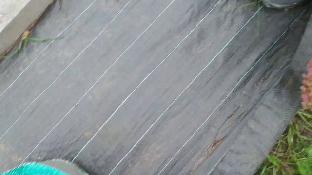 Вот и пришли холода, ветер просто сносит с ног. Гортензии окрасились в осенние цвета. смотреть онлайн