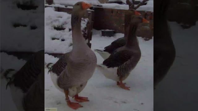 Крупные серые гуси.