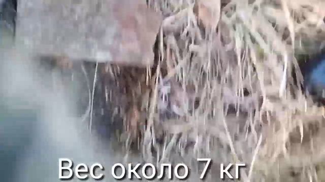 Копаю металл /Супер Находки /Поиск с металлоискателем /Коп металла 96 регион /Чугунная плита. смотреть онлайн