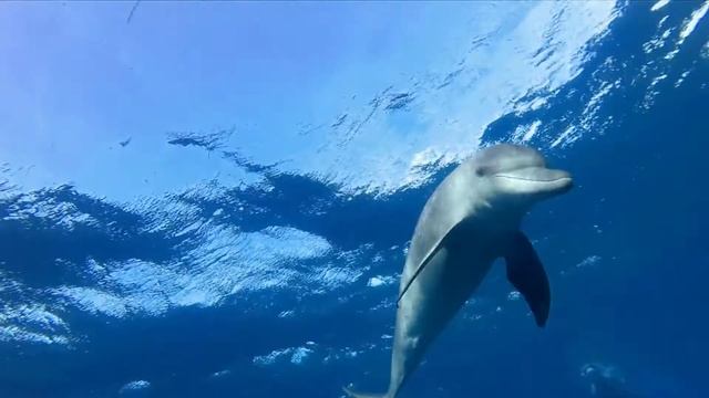 Les dauphins de Kizimkazi /Dolphins at Kizimkazi смотреть онлайн