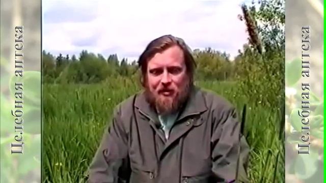 Овес посевной смотреть онлайн