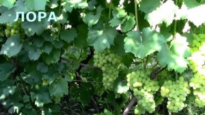 @Виноград Аркадия и виноград Лора-Флора, полив винограда