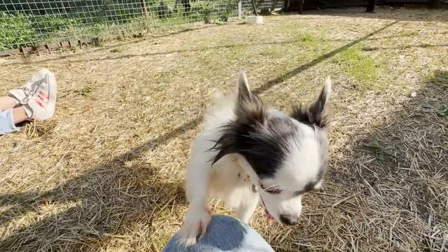 ВОСТОРГ! Знакомство с собачкой Лизой и ее ПРИЕМНЫМИ ЛЬВЯТАМИ! Лиза просто ЧУДО! Тайган!
