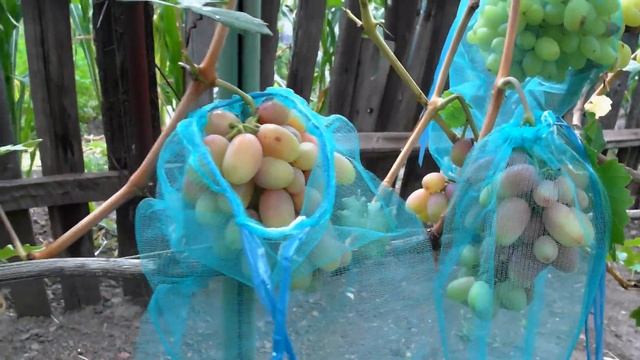 Виноград - Катруся Каховская. смотреть онлайн