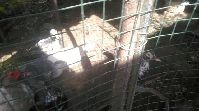 Самки советская шиншилла и фландр с крольчатами. 19.05.2019.Кролики. смотреть онлайн