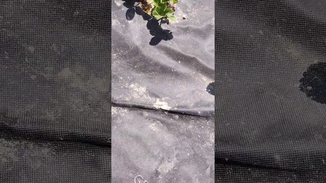 Бизнес на одной сотке. Как заработать на клубнике🍓 смотреть онлайн