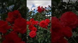 Роза Салита/Rosa Salita в моём саду