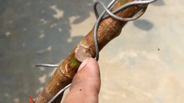 SECRET to FORCE Rubber Plant BRANCH Out Without Pruning смотреть онлайн
