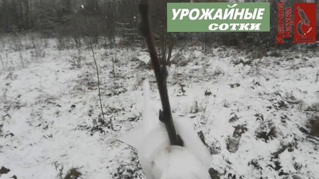 ВМЕСТО ПОБЕЛКИ! Одним ударом: защита сада и от солнца, и от зайцев спанбондом. смотреть онлайн