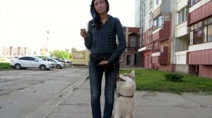 Собака Хаски. Как научить команде рядом, дрессировка собак