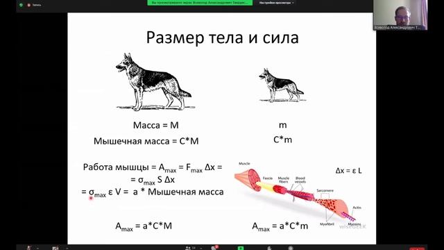 БИОМЕХАНИКА | БИОФИЗИКА (семинар) - БЕЛЯЕВ Алексей Вячеславович ФизФак МГУ смотреть онлайн
