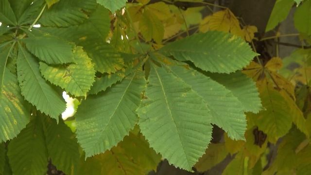 Здравствуй, дерево! # 8 смотреть онлайн