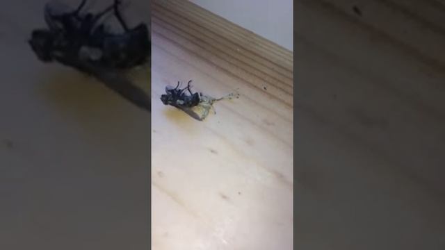 Муха рожает