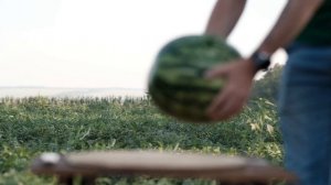 Классический арбуз сорта Сармат - раннеспелый гибрид